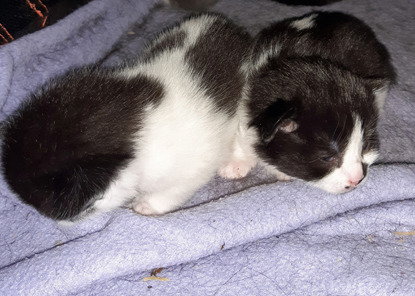 two black-and-white kittens on blue blanket