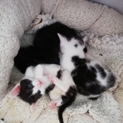 black and white litter of kittens
