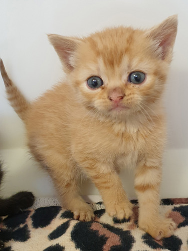ginger kitten with blue eyes