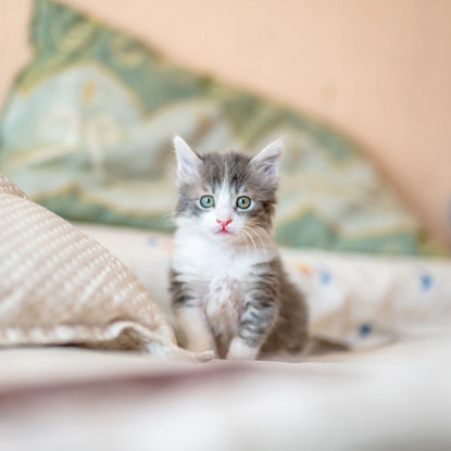 grey tabby kitten sitting on cushion