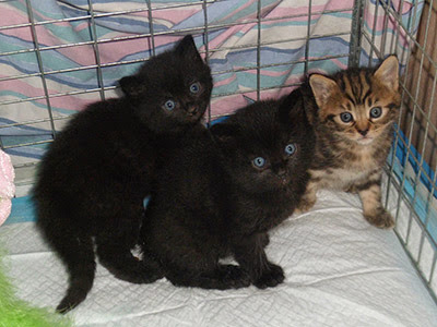 two black kittens and one tabby kitten in cage