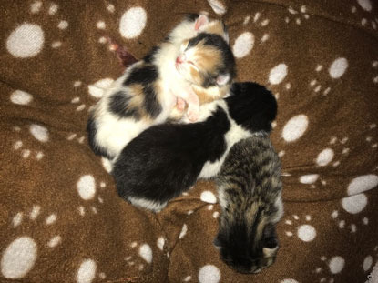 tortie, tabby, black and white newborn kittens