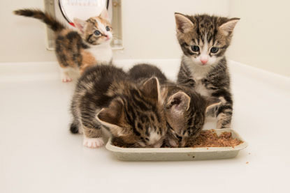 two tabby kittens while two other kittens look on inside a cat pen