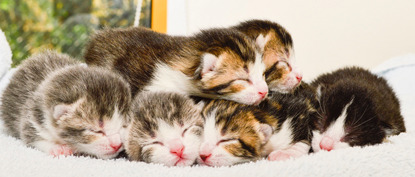 bundle of kittens in a variety of colours sleeping