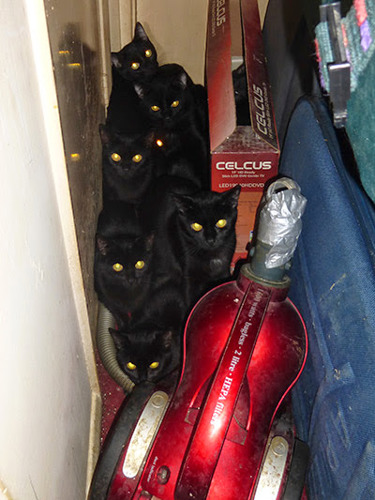 lots of black cats hiding in a cupboard