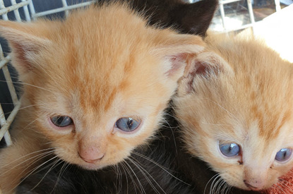 two ginger kittens with blue eyes