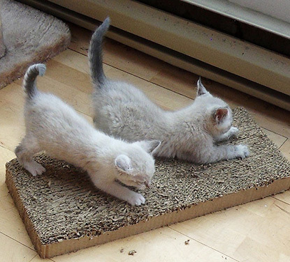 two white kittens scratching a cardboard scratch pad