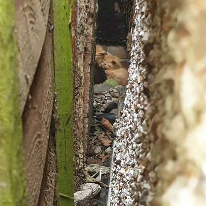 ginger kittens stuck in narrow gap between walls