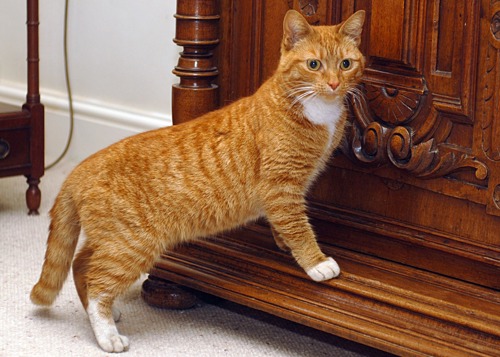 Ginger cat standing on ledge of wooden cabinet