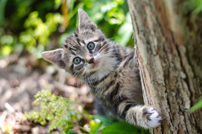 tabby kitten peering around tree