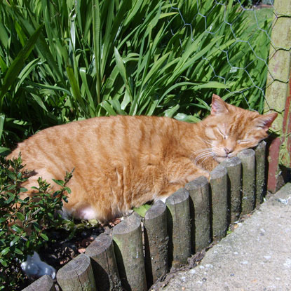 ginger cat sleeping in sunny garden