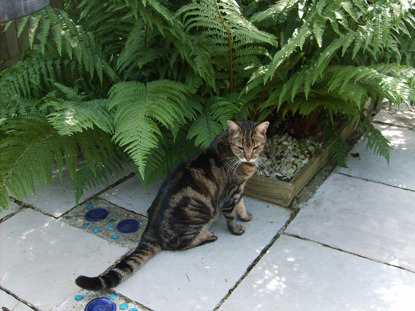 tabby cat on garden patio