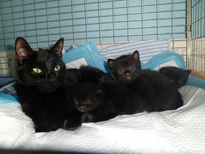 black cat with black kittens in pen
