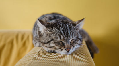 tabby cat asleep on back of a yellow sofa