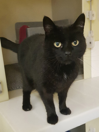 black cat in rescue centre pen