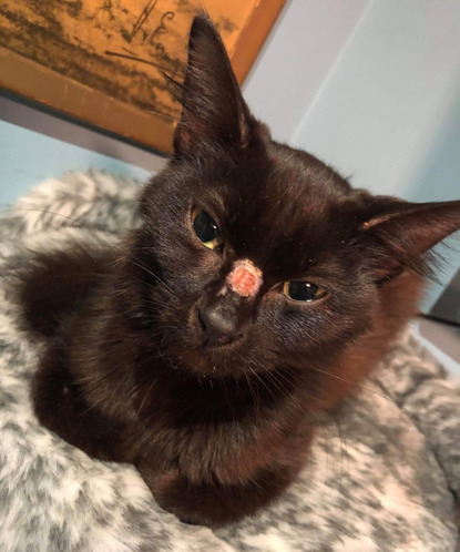 black kitten with injured nose