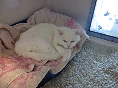 white cat lying down in adoption centre pen