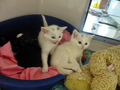 white kittens in basket in rehoming centre