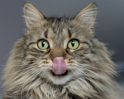 are cats and dogs tongues clean