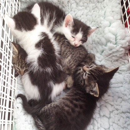black, white and tabby kittens in cat carrier