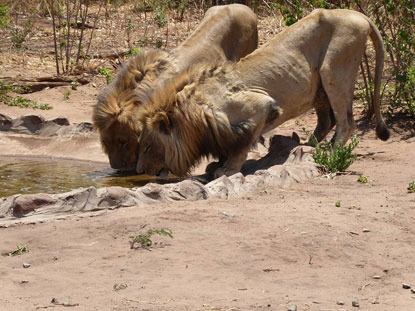 two lions drinking from a water pool