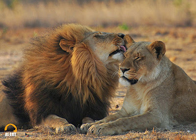 male lion grooming female lion