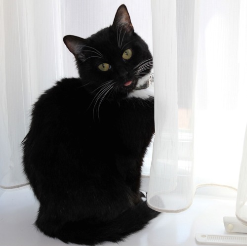 black cat with tongue sticking out