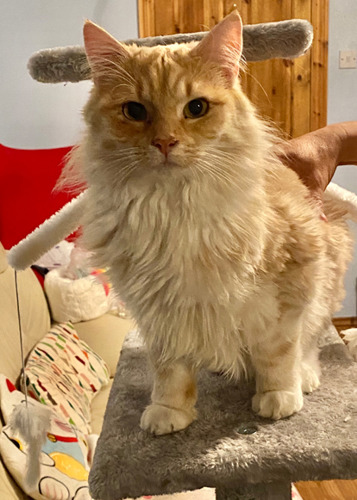 long-haired ginger cat with a thick, healthy coat