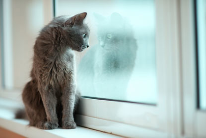grey cat looking out window