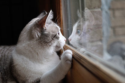 grey and white cat with paw up against window