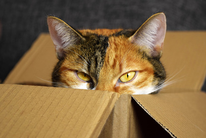 Tortie cat in cardboard box