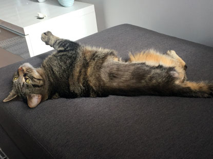 tabby cat stretched out on footrest