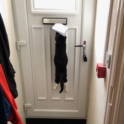black and white cat clinging to letterbox