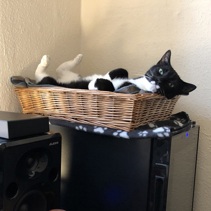 black and white cat lying in basket on back