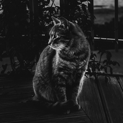 low light photo of tabby cat