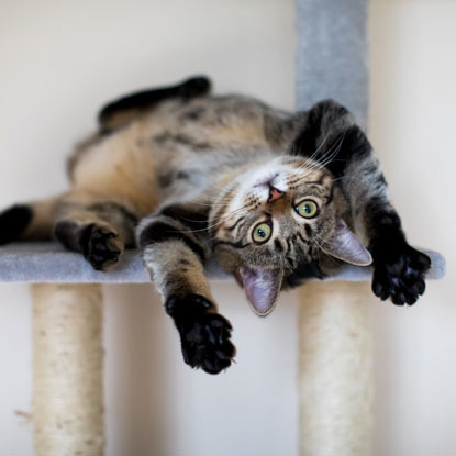 tabby cat upside down on climbing tower