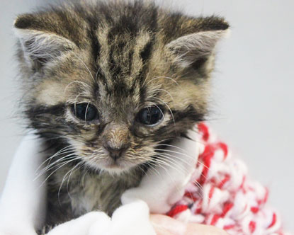 tiny tabby kitten in red and white wool blanket