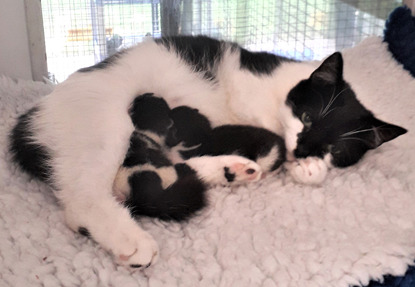 black and white cat with two newborn black and white kittens