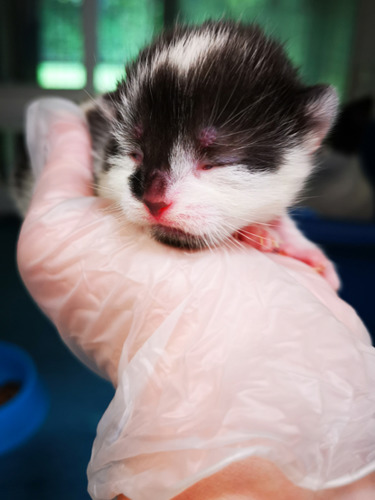 newborn black and white kitten being held in gloved hand