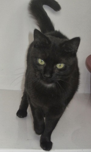 black cat in cat pen