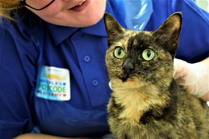 tortoiseshell cat being stroked by Cats Protection volunteer