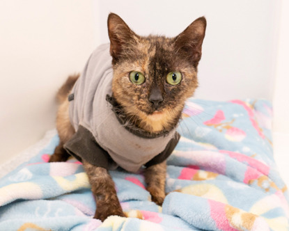 tortoiseshell cat wearing vest from vet