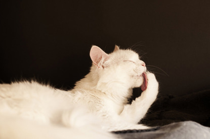 white cat licking paw