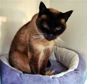 Siamese cat in cat bed