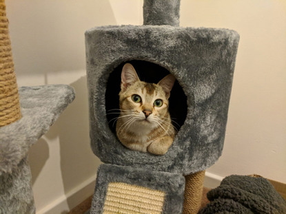 tabby cat in climbing tower bed
