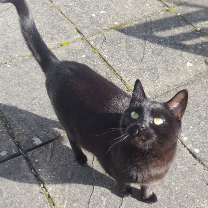 black cat on garden patio