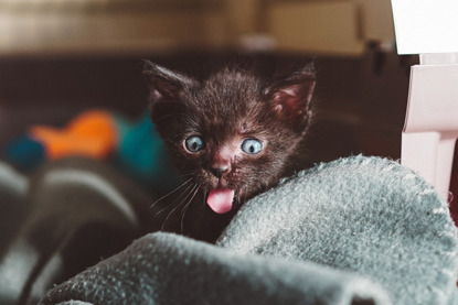 tiny black kitten poking out tongue