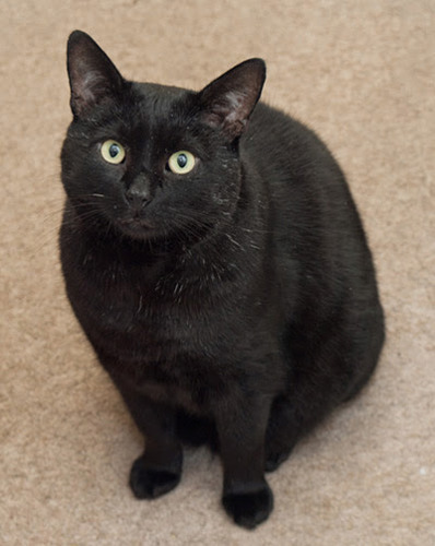 Short-haired black cat sitting on beige carpet