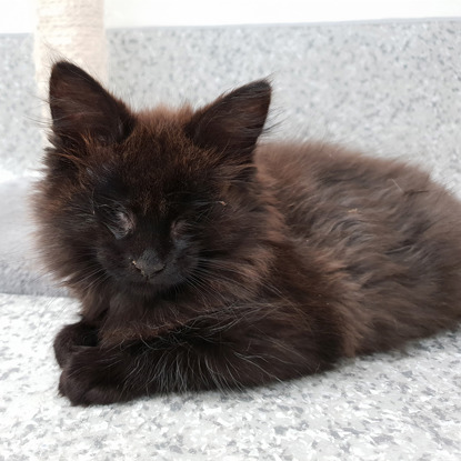 longhaired black blind kitten