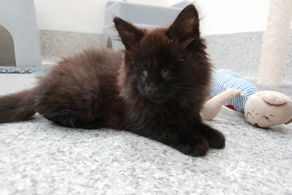 blind black kitten in cat pen